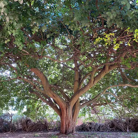 I Ginepri Quartucciu
